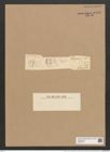 Cystopleura zebra var. saxonica (Kuetz.) Grun. (de-Toni-Nr.: Genus 103, Species 3127) Zeichnungen Sammlung Grunow Nr. 6400 (NHMW-BOT-W0375073)